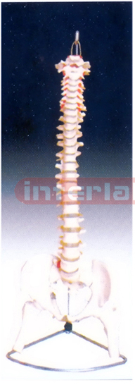 Life-Size vertebral column with Pelvis & Femur Heads (Rigid & Flexible)